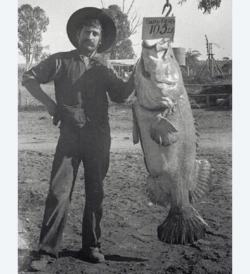Record photograph for Maccullochella peelii